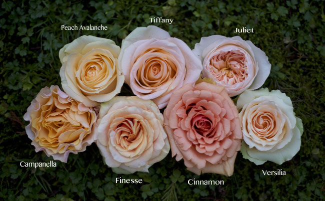 Flirty Fleurs Peach Rose Color Study, Versilia, Campanella, Cinnamon, Juliet, Tiffany, Finesse, Peach Avalanche
