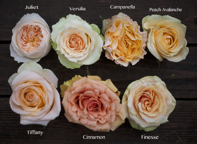 Flirty Fleurs Peach Rose Color Study, Versilia, Campanella, Cinnamon, Juliet, Tiffany, Finesse, Peach Avalanche