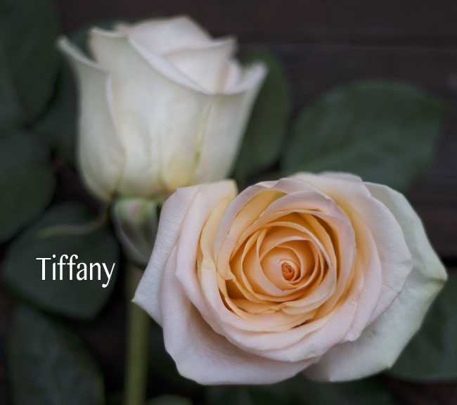 Royal Roses, Tiffany Peach Roses