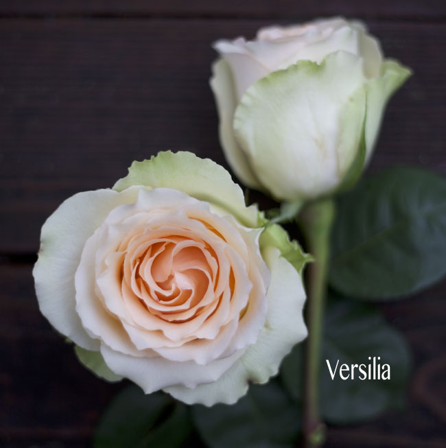 Royal Flowers, Versilia Peach Rose