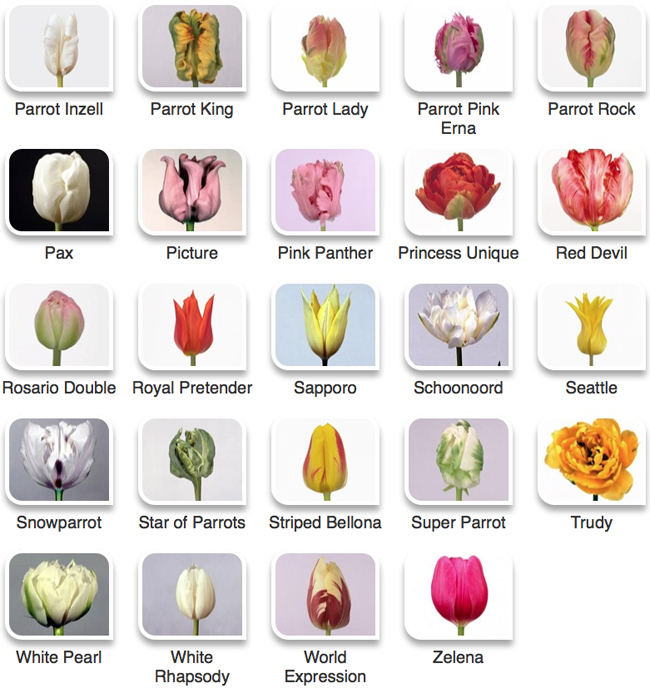 Tulip Color Guide | Flirty Fleurs The Florist Blog - Inspiration for ...