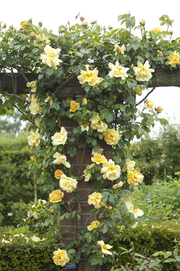 Visiting David Austin Garden Roses in England | Flirty Fleurs The ...