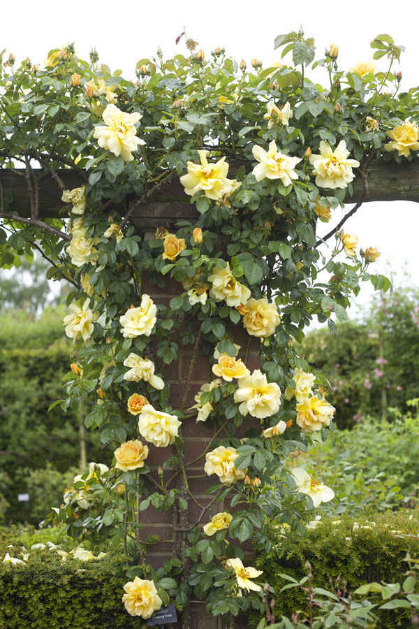 David Austin Rose Gardens