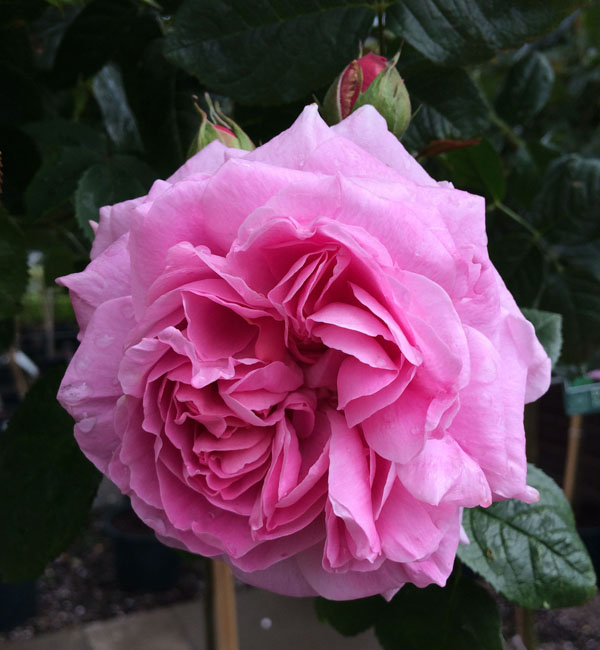 Visiting David Austin Garden Roses in England | Flirty Fleurs The