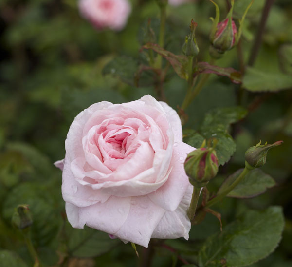 Visiting David Austin Garden Roses in England | Flirty Fleurs The