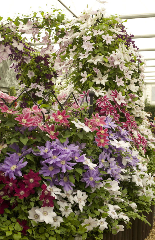 RHS Chelsea Flower Show – Focus on the Flowers! | Flirty Fleurs The ...