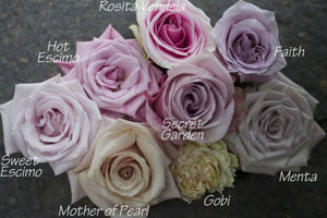 colors of blush roses