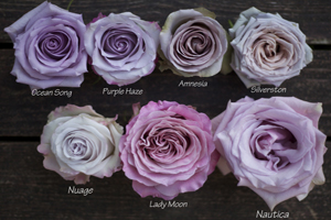 colors of purple roses
