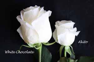 colors of white roses