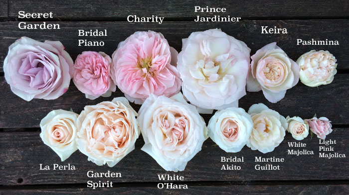 types of rose with names