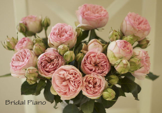 Florabundance - Bridal Piano Pink Garden Rose. 