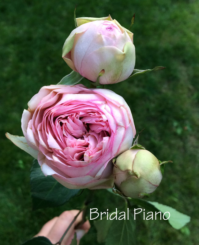 Bridal Piano Rose