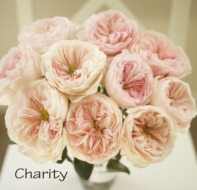 Florabundance - David Austin Charity Garden Rose, a lovely pink garden rose, formally known as Auswasher