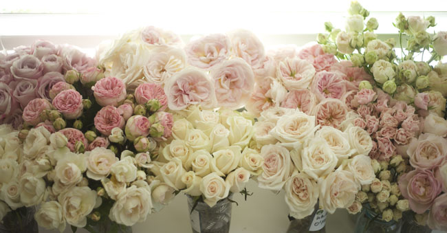  White and Pink Rose Morning Blush Botanical Flower T