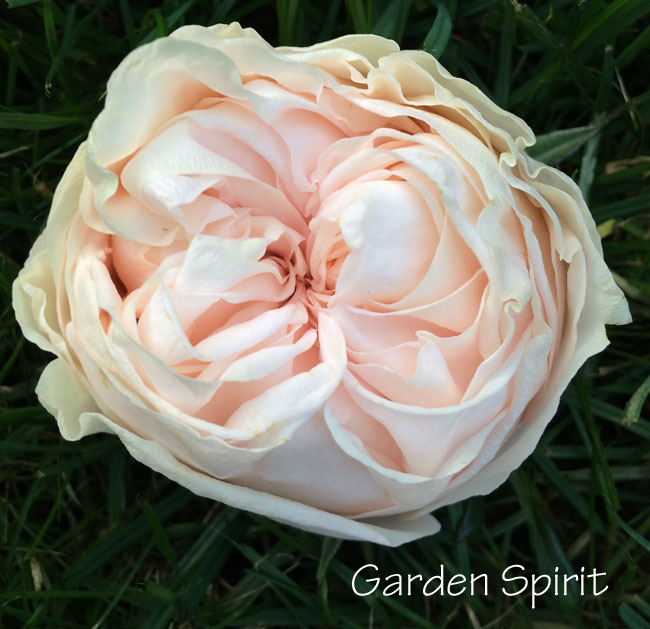Garden Spirit Rose