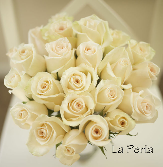 Florabundance - La Perla, petite blush pink rose