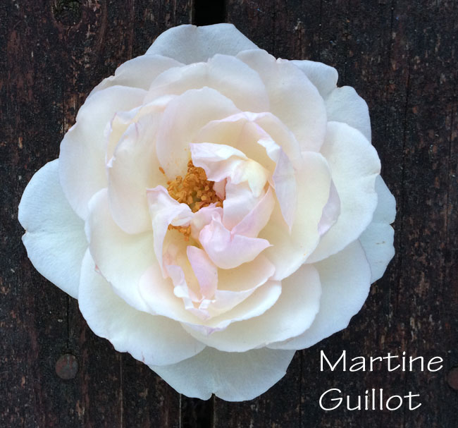 Martine Guillot Rose
