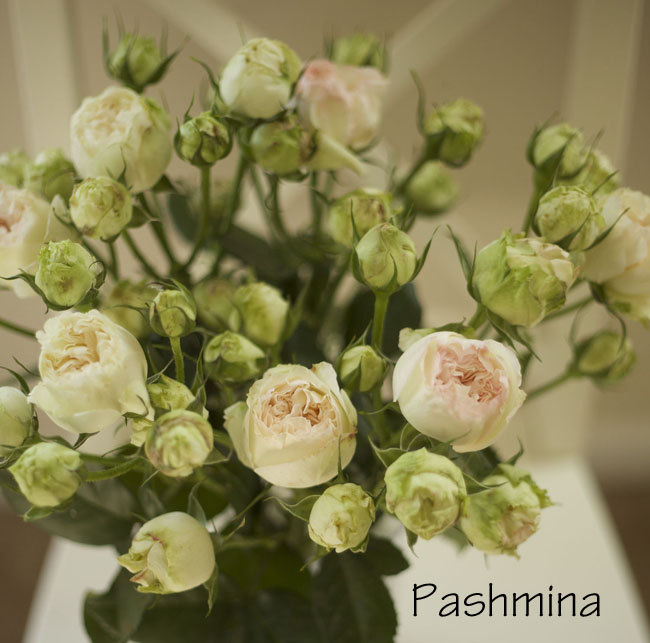 Florabundance - Pashmina, California grown blush pink and green garden rose