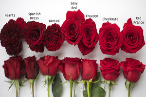 colors of red roses