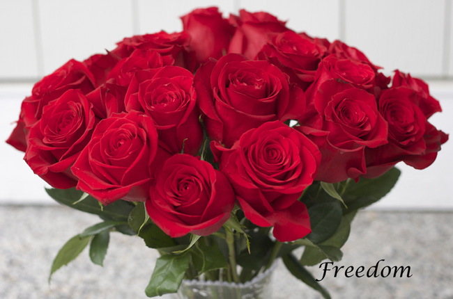 Freedom Red Rose