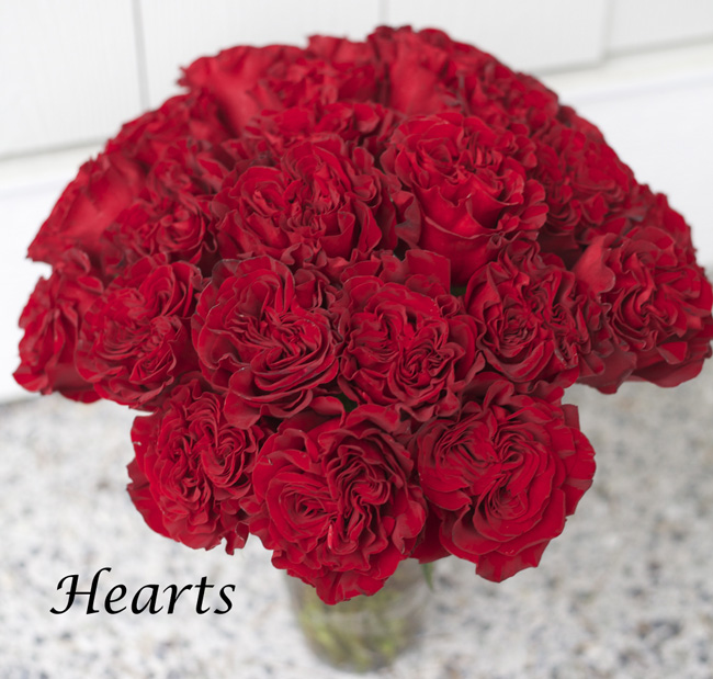 Hearts Red Rose by Nevado Roses