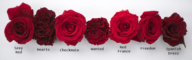 Red Rose Study Flirty Fleurs The Florist Blog Inspiration For Floral Designers