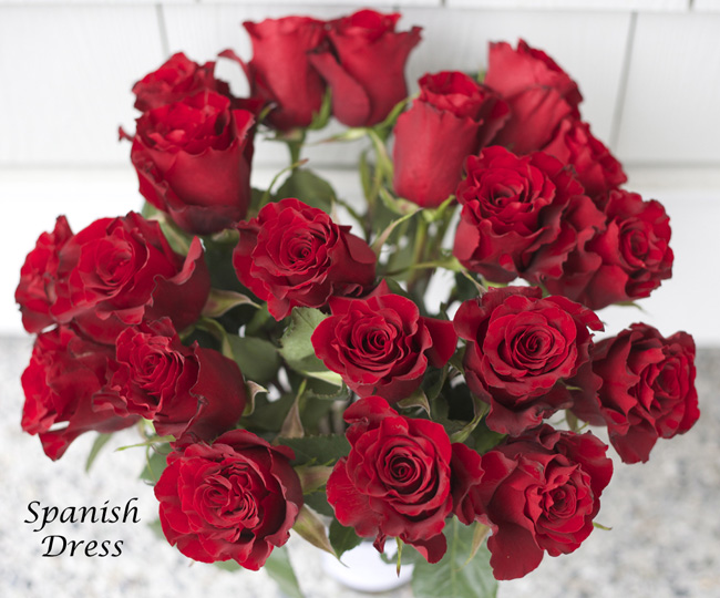 Spanish Dress Red Rose
