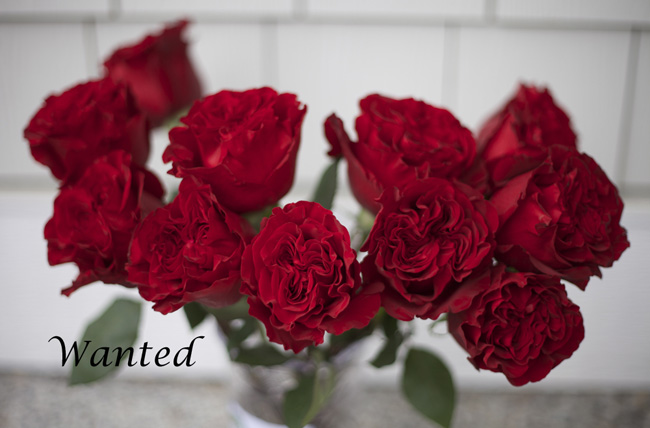 Wanted Red Rose by Alexandra Farms