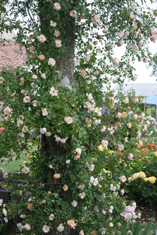 Russian River Rose Company – Flirty Fleurs The Florist Blog ...