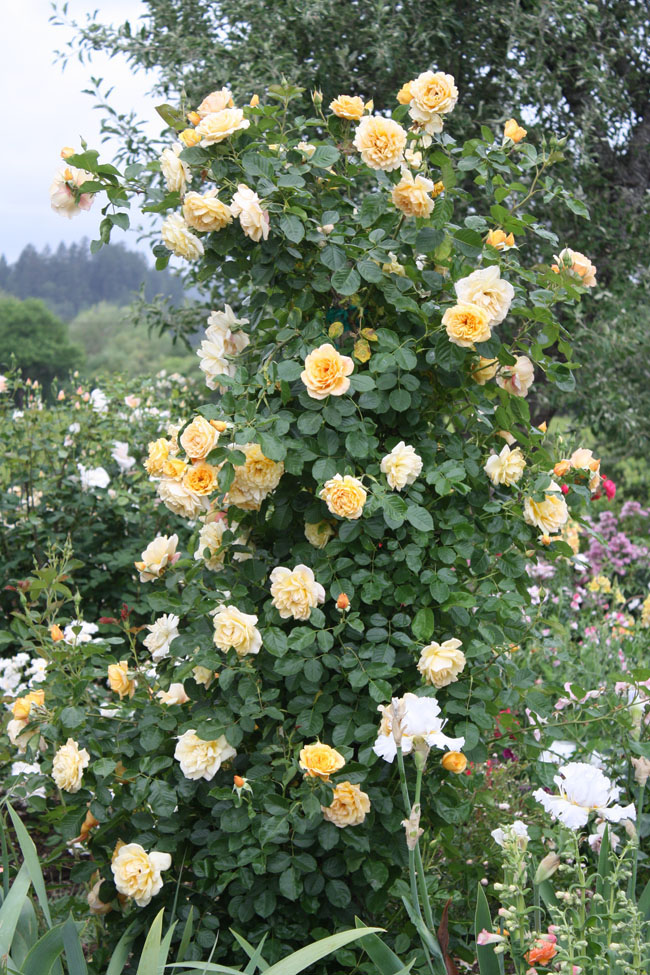 Russian River Rose Company – Flirty Fleurs The Florist Blog ...