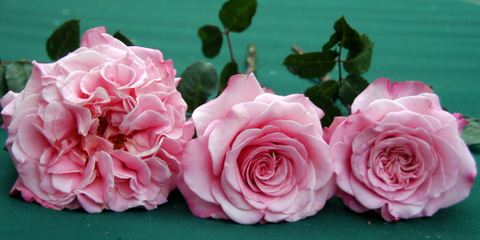 Ashley Garden Roses by Alexandra Roses