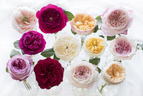 David Austin Garden Roses + Flirty Fleurs Floral Design Class