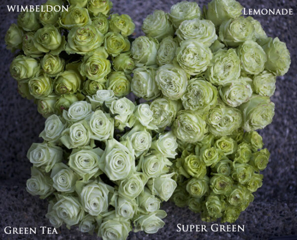 Flirty Fleurs Rose Studies - Green Rose Varieties