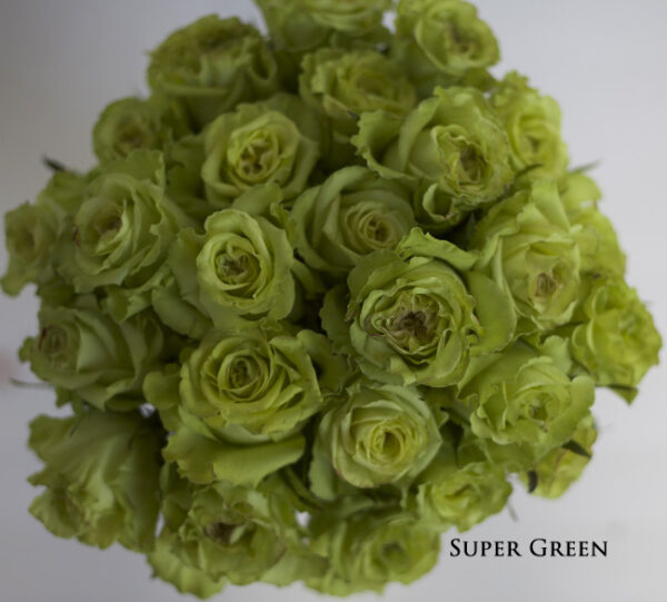 Flirty Fleurs Rose Studies - Green Rose Varieties