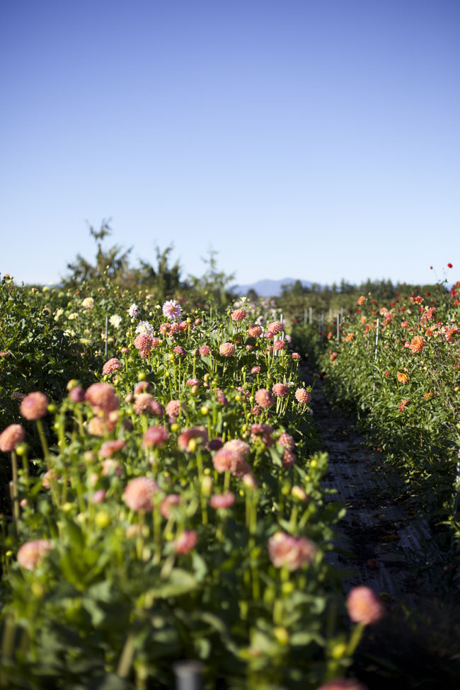 Jello Mold Farm Dahlias