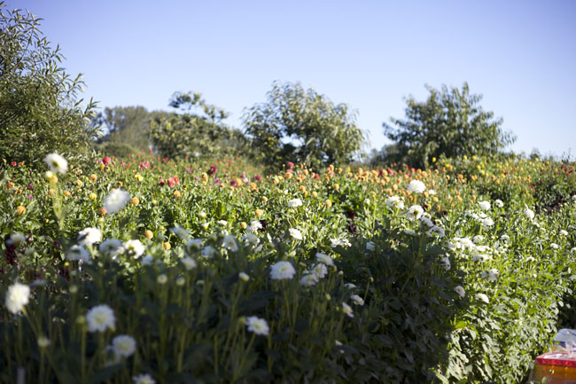 Jello Mold Farm Dahlias