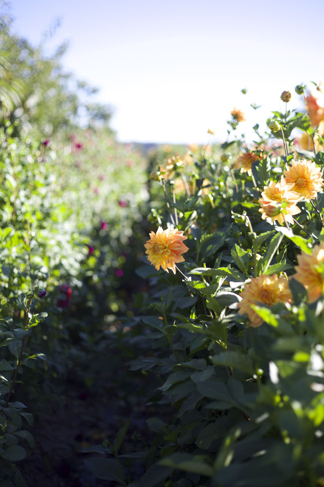 Dahlias at jello mold farm