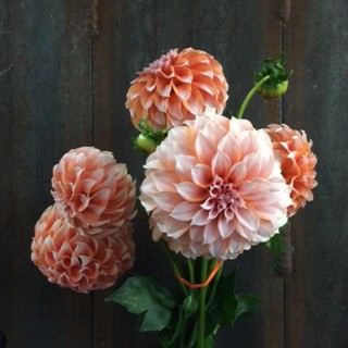 Peaches and Cream Dahlias