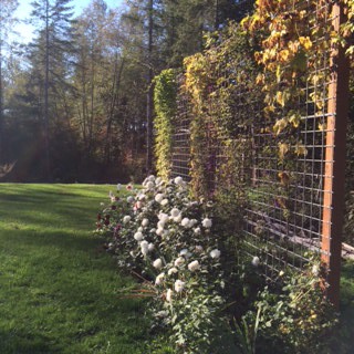 bella fiori garden