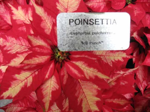 Lauritzen Gardens Poinsettia Show