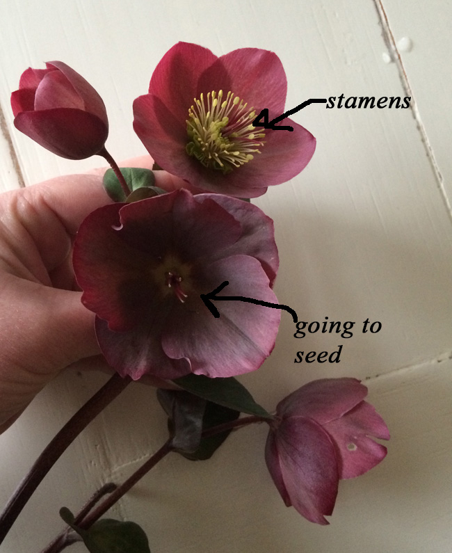 harvesting hellebores