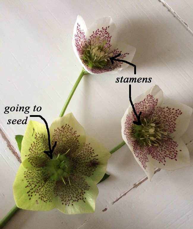 harvesting and cutting hellebores