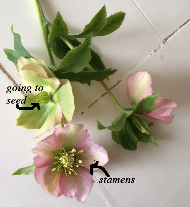 when to pick hellebores