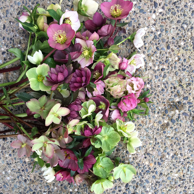 Hellebores grown by Alicia Schwede of Flirty Fleurs Flower Blog