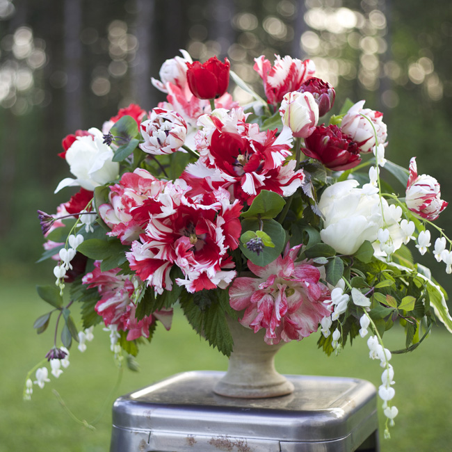 Bella Fiori - Flirty Fleurs - Longfield Gardens - Arrangement of red and white parrot and double tulips