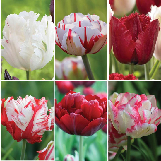 flirty fleurs and longfield garden tulip collection