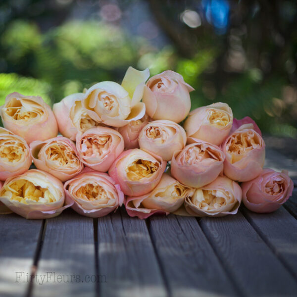 Edith by David Austin Roses - Alexandra Roses Via Garden Roses Direct