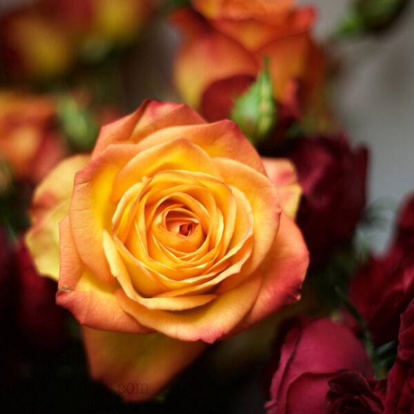 Fiction Garden Rose - Alexandra Roses Via Garden Roses Direct