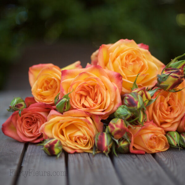Fiction garden rose - Alexandra Roses Via Garden Roses Direct