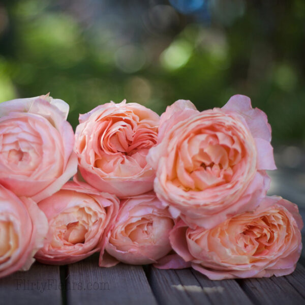 Princess Aiko Garden Rose - Alexandra Roses Via Garden Roses Direct